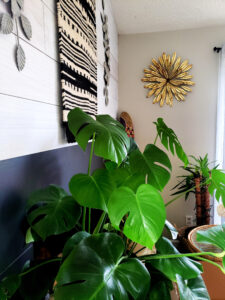 #plant #houseplant #decor #DIY